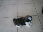 Alf - Shih Tzu Mâle (2 mois)