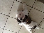 Spotty - Shih Tzu Femelle (11 mois)