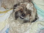 Mopsy - Shih Tzu Femelle (10 mois)