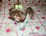 Candy - Shih Tzu Femelle (4 mois)