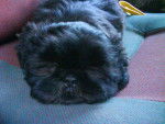 Blacky ? - Shih Tzu Mâle (1 an)