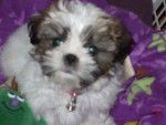 Peanut - Shih Tzu Mâle (2 mois)