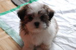 Tara - Shih Tzu Femelle (3 mois)