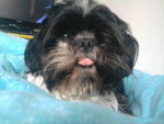 Eden - Shih Tzu Femelle (4 ans)