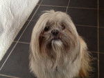 Fanghu - Shih Tzu Mâle (2 ans)