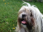 Fanghu - Shih Tzu Mâle (2 ans)
