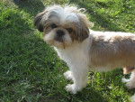 Tap - Shih Tzu Mâle (11 mois)