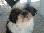 Evoly - Shih Tzu Femelle (4 ans)