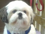 fidji - Shih Tzu Femelle (4 ans)