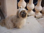 Uline - Shih Tzu Femelle (11 ans)