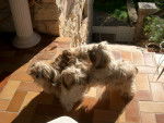 Tess, Uline et Stella - Shih Tzu Femelle