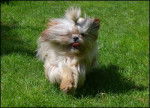 noisette - Shih Tzu Femelle (1 an)