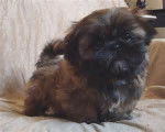 Coco - Shih Tzu Femelle (9 mois)