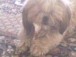 Timur - Shih Tzu Mâle (7 ans)
