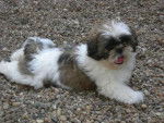 Shih Tzu - Shih Tzu
