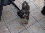 hugo - Shih Tzu