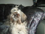 shih tzu malia - Shih Tzu