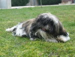 Shih-tzu - Alias - Shih Tzu Femelle