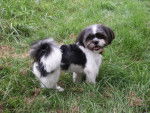 Shih-Tzu (male ) SPIROU - Shih Tzu Femelle