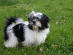 Shih-Tzu (male) 4 ans 1/2 - Shih Tzu (4 ans et demi)