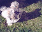 Shih-Tzu Topaze - Shih Tzu