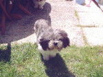 Shih-Tzu Filou - Shih Tzu