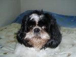 Shih tzu Roméo - Shih Tzu