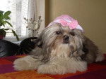 Shih Tzu Bihma Charlotte - Shih Tzu