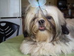 Shih tzu Bihma Charlotte - Shih Tzu