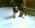 Shih tzu Bulle - Shih Tzu