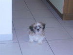 Shih-Tzu Oscar - Shih Tzu