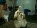 bounty shih tzu - Shih Tzu