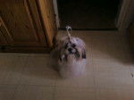 bounty shih tzu - Shih Tzu