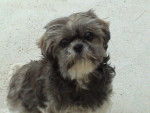 shih tzu Capucine - Shih Tzu
