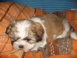 Chelsy , shih-tzu - Shih Tzu
