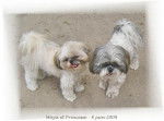 Shih-Tzu - Princesse et Maya - Shih Tzu
