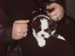 Amande , shih tzu - Shih Tzu