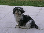 Amande , shih tzu - Shih Tzu