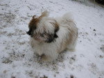 Noisette (Shih-tzu) - Shih Tzu