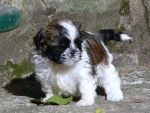 SHIH TZU - BLUE ET SES BB - Shih Tzu