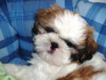 Shih Tzu happy - Shih Tzu