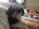 ~ Vicky - Shih Tzu Femelle (5 mois)