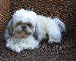 Azard - Shih Tzu