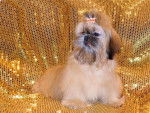 Chatouille des Poupons Frisés - Shih Tzu