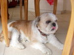 Boubou - Shih Tzu