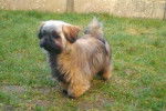 Mystique - Shih Tzu Femelle (5 mois)
