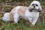 Brownies - Shih Tzu Femelle (10 ans)
