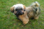 Mystique 5 - Shih Tzu Femelle (5 mois)
