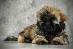 Mystique 6 - Shih Tzu Femelle (3 mois)