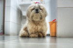 Photo Shih Tzu